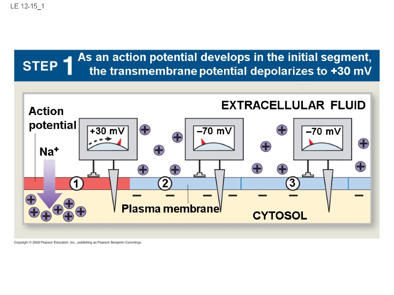 LE 12-15_1 EXTRACELLULAR FLUID CYTOSOL –70 mV Plasma membrane Na+ Action potential –70 mV